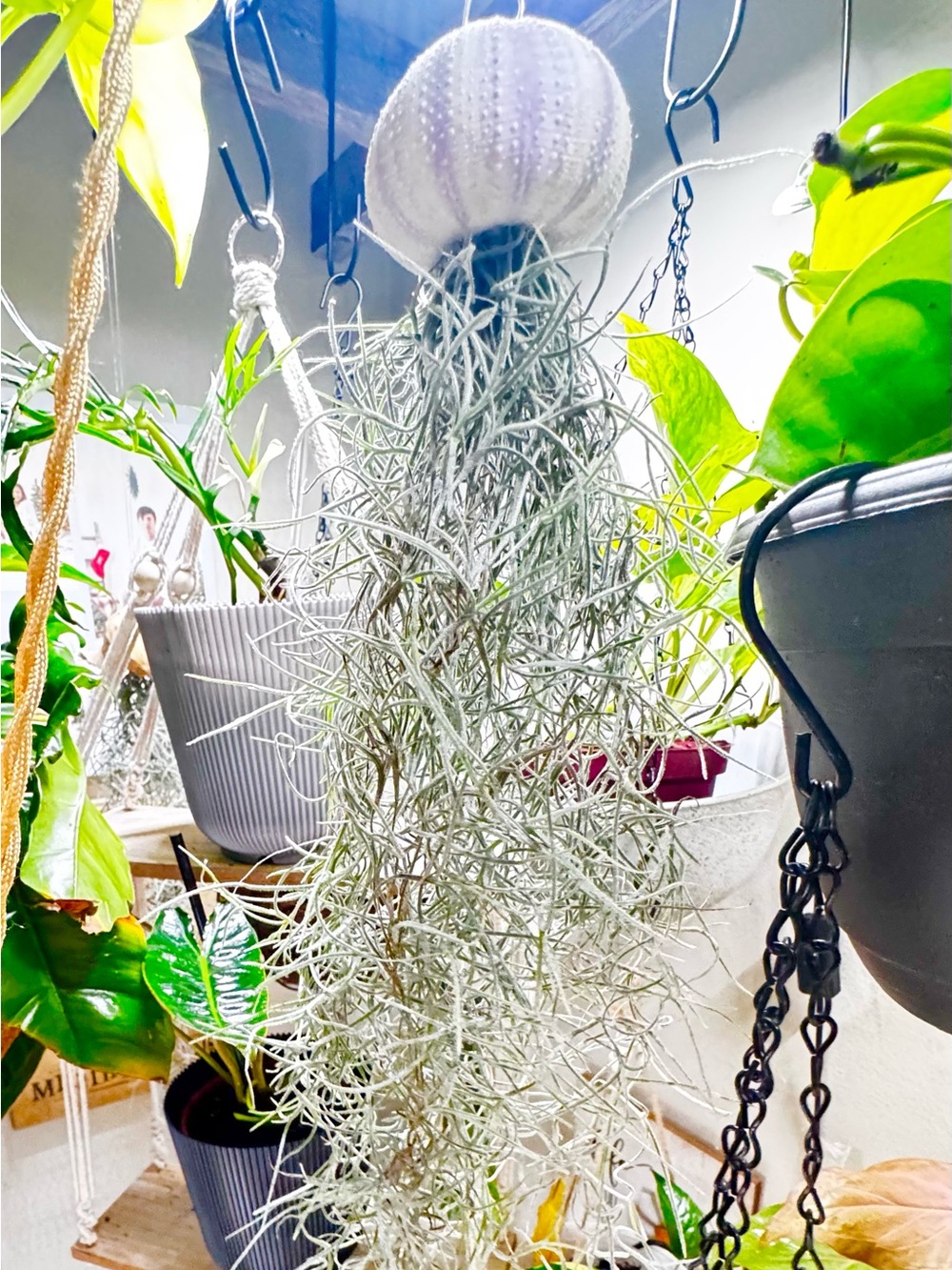 Spanish Moss Hanging Air Plant - Purple Urchin Shell Decorative Hanging
